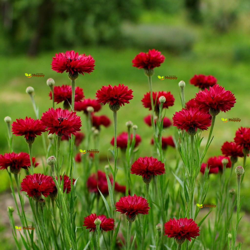 Cornflower "Red ball" - 500 seeds (Centaurea Cyanus)