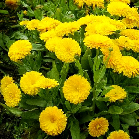 Pot Marigold "Golden Emperor" 1.60g of seeds (Calendula officnals) cutting flower