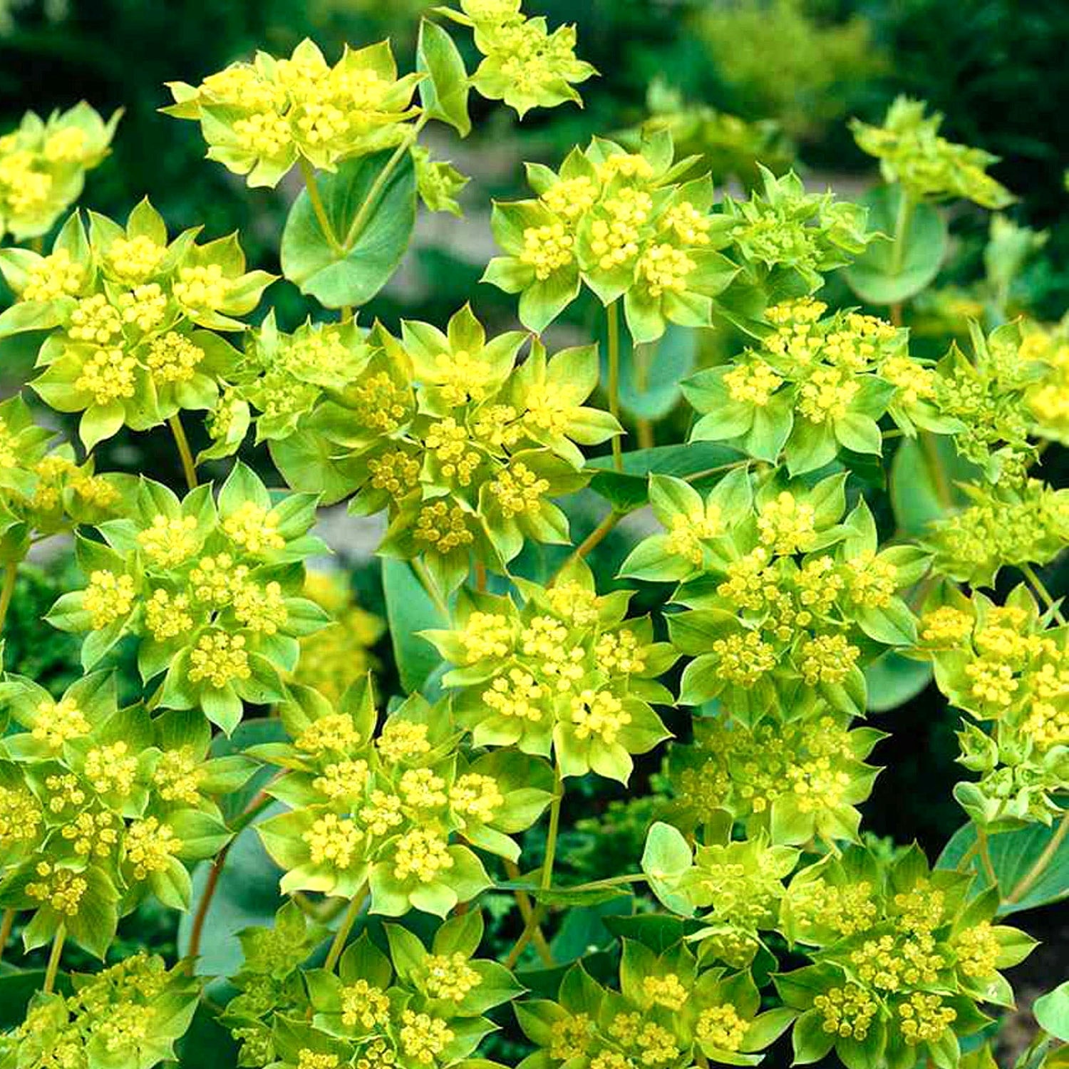 Hare's Ear - 220 seeds (Bupleurum Rotundifolium Griffithii)