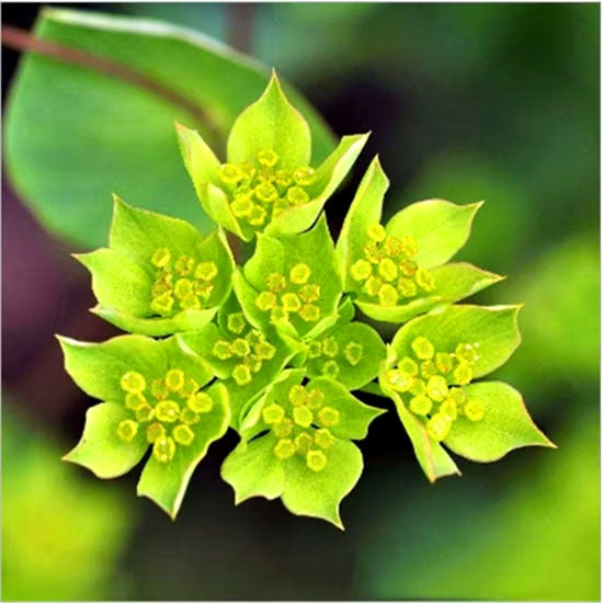 Hare's Ear - 220 seeds (Bupleurum Rotundifolium Griffithii)