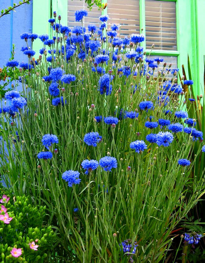 Cornflower 'Blue Diadem' - 1200 Seeds (Centaurea cyanus)