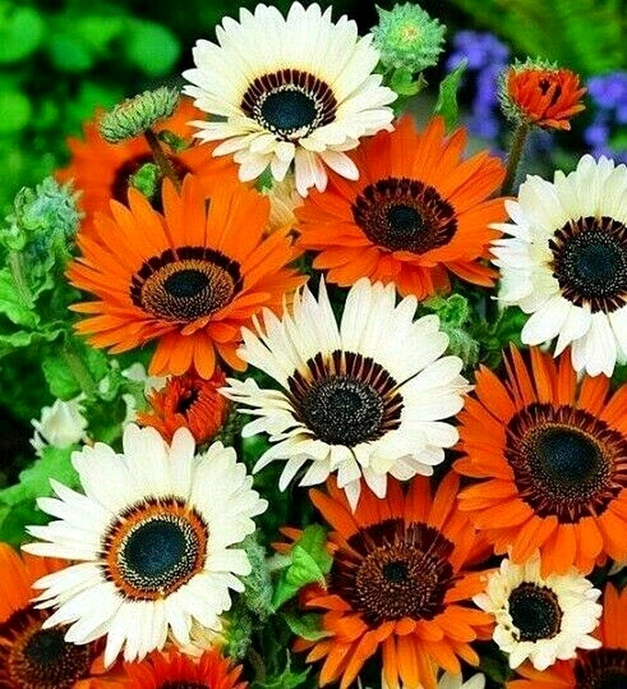 Cape Daisy Mix - 100 seeds (Venidium fastuosum)