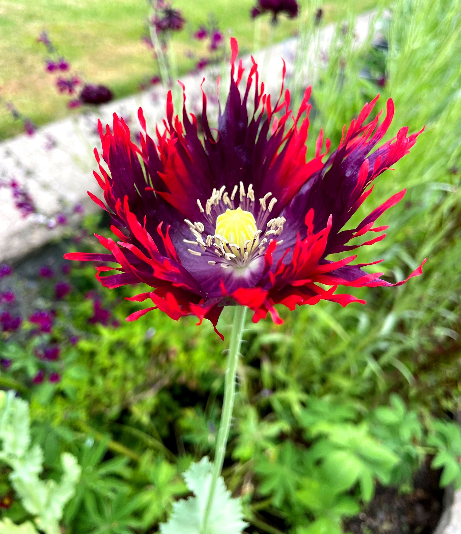 Poppy Peony 'Drama Queen' - 500 seeds (Papaver Paeoniflorum)