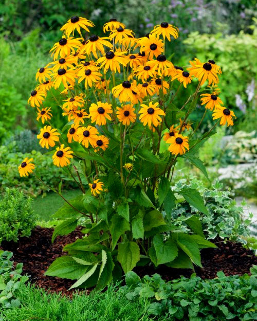 Rudbeckia 'Goldsturm' – 100 Seeds (Rudbeckia fulgida)
