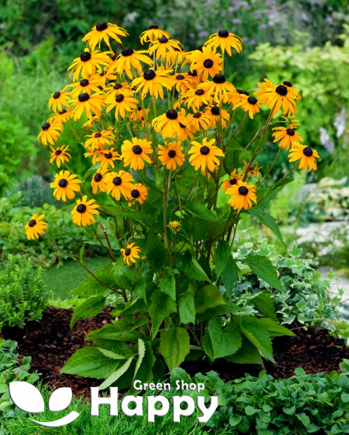 Rudbeckia 'Goldsturm' – 100 Seeds (Rudbeckia fulgida)