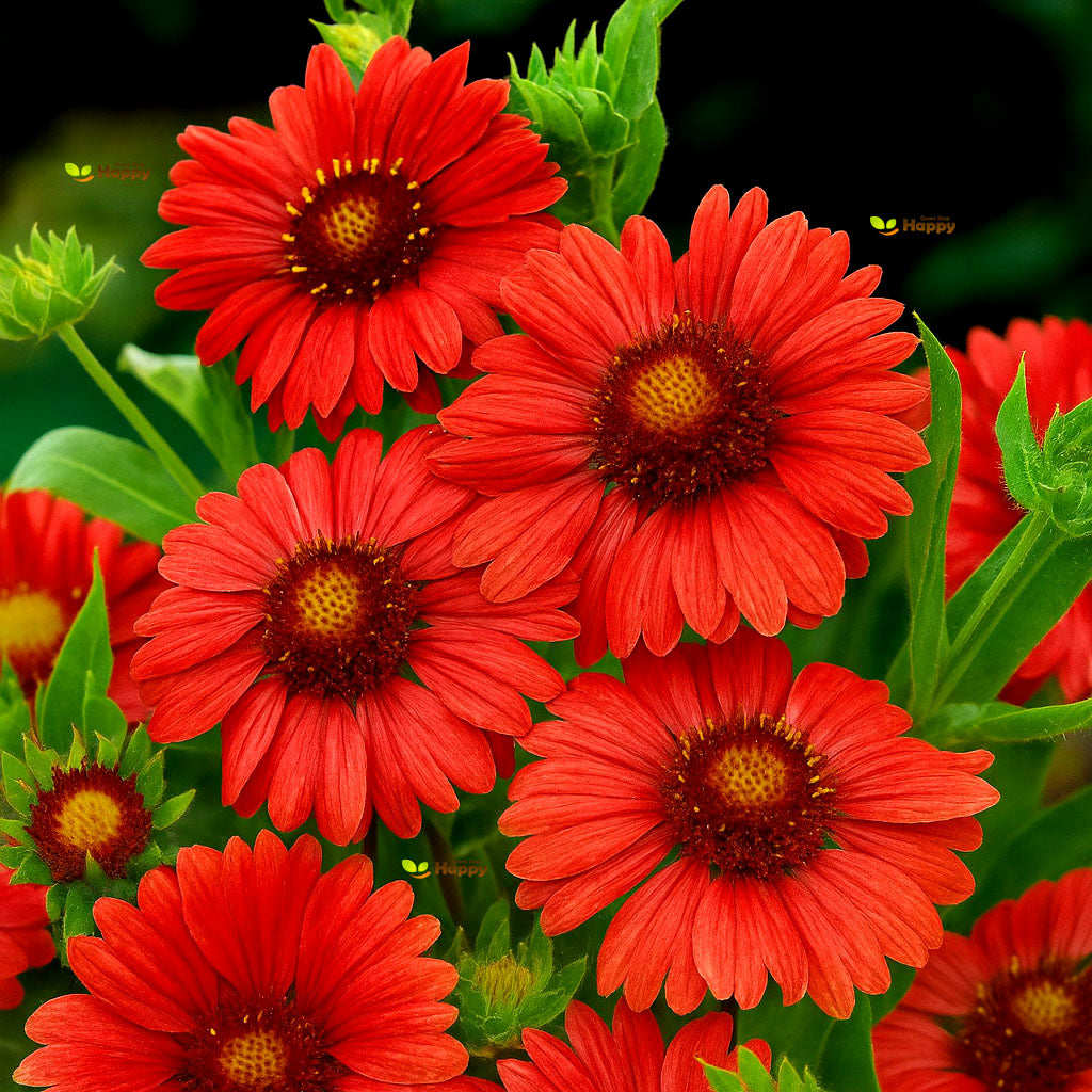 Blanket Flower - Burgundy - 40 seeds (Gaillardia aristata)