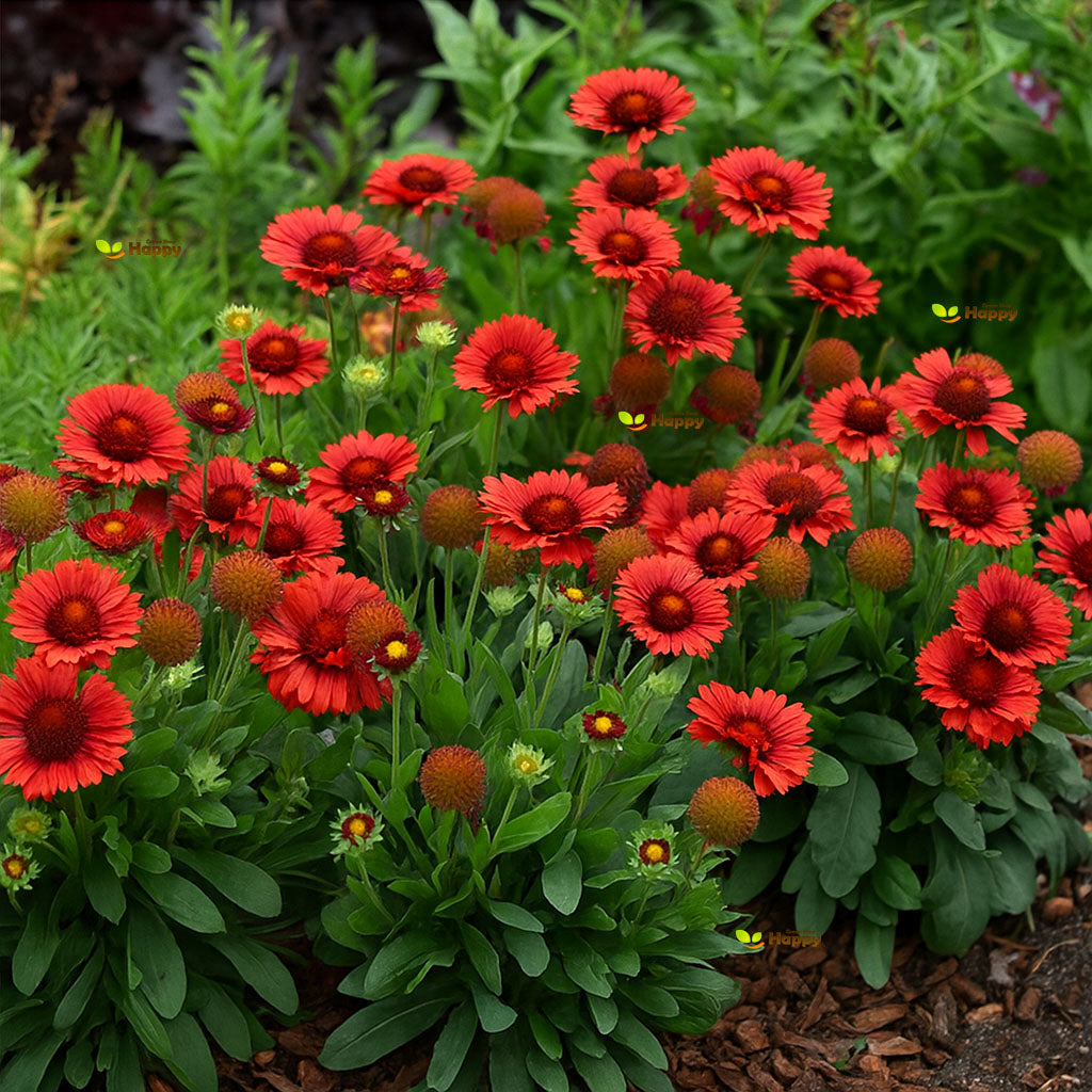 Blanket Flower - Burgundy - 40 seeds (Gaillardia aristata)