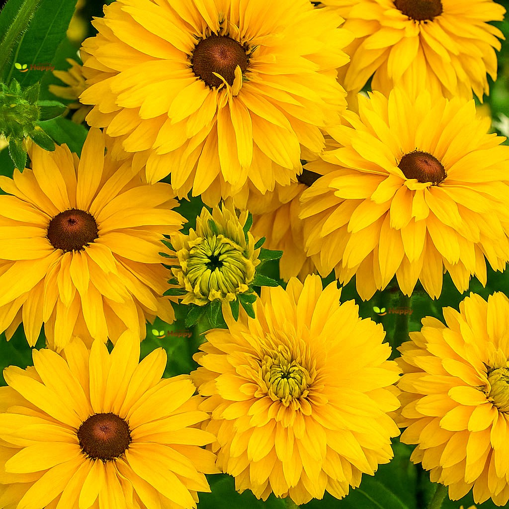 Rudbeckia 'Golden Daises' - 100 Seeds (Rudbeckia hirta)