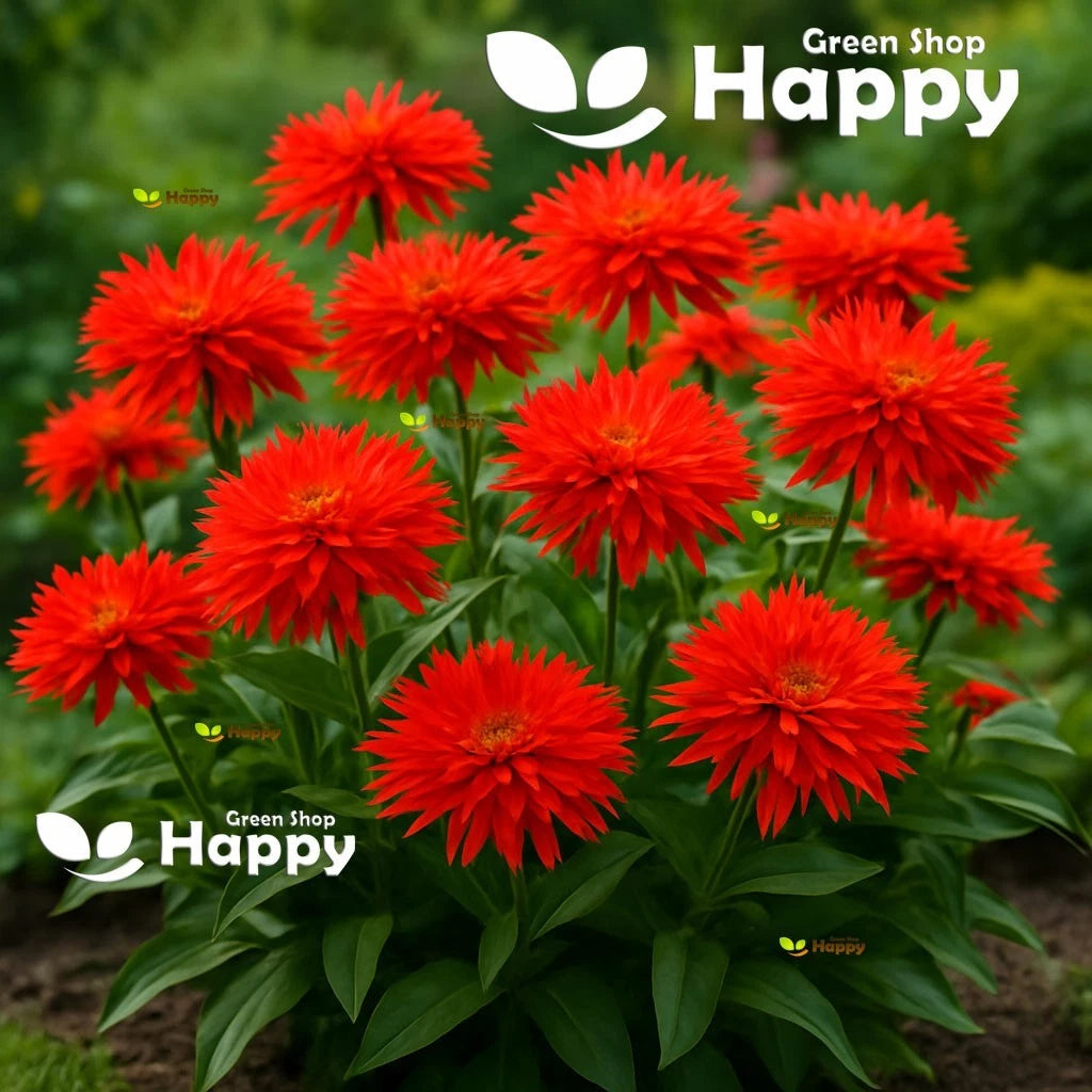 Zinnia 'Super Cactus Redman' - 50 Seeds - Extra Large Flowers (Zinnia elegans)