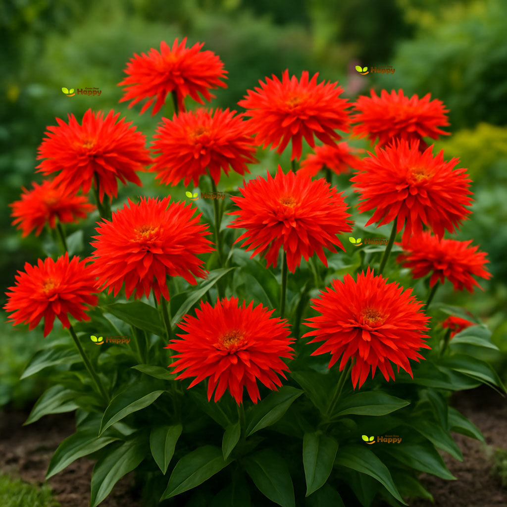 Zinnia 'Super Cactus Redman' - 50 Seeds - Extra Large Flowers (Zinnia elegans)