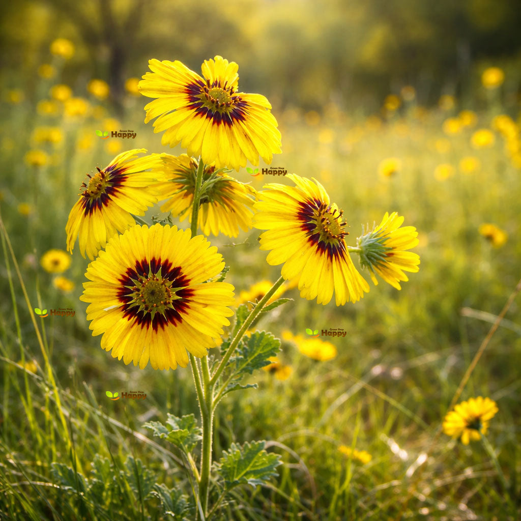 Elegant Tarweed – 130 Seeds (Madia elegans)