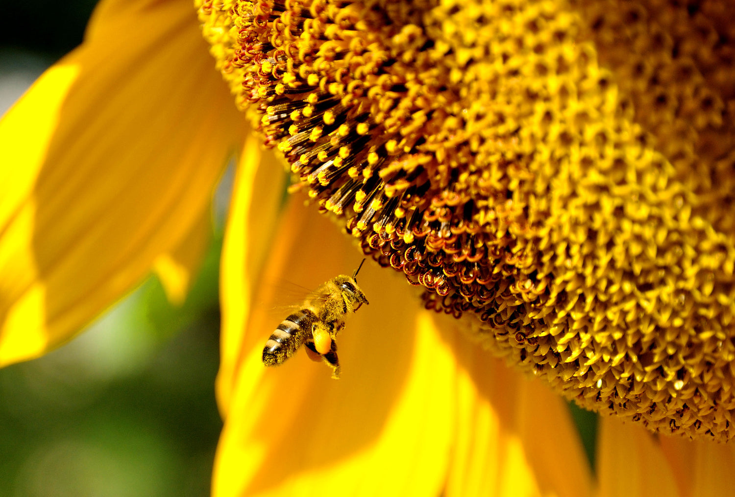 Edible sunflower  - 40 seeds (Helianthus annuus)