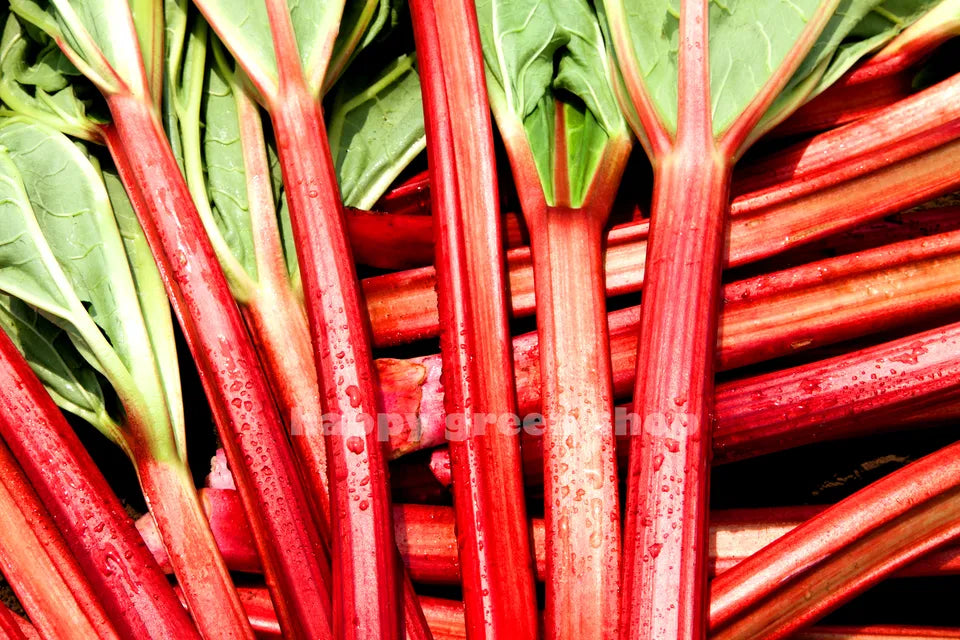 Rhubarb 'Glaskins perpetual' - 40 seeds (Rheum rhabarbarum)