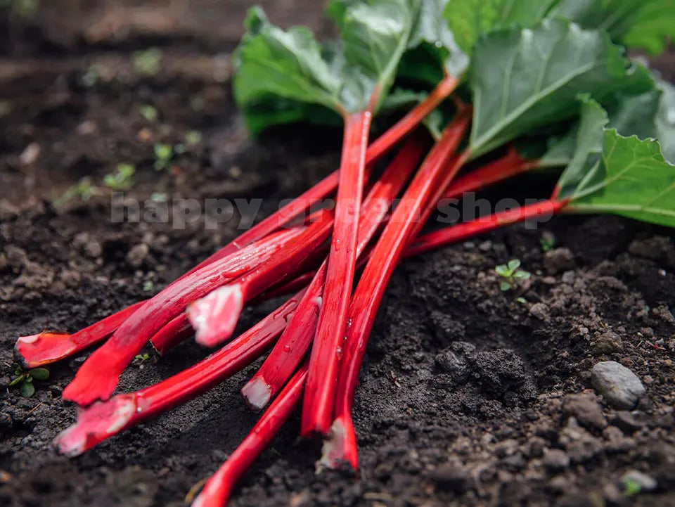 Rhubarb 'Glaskins perpetual' - 40 seeds (Rheum rhabarbarum)