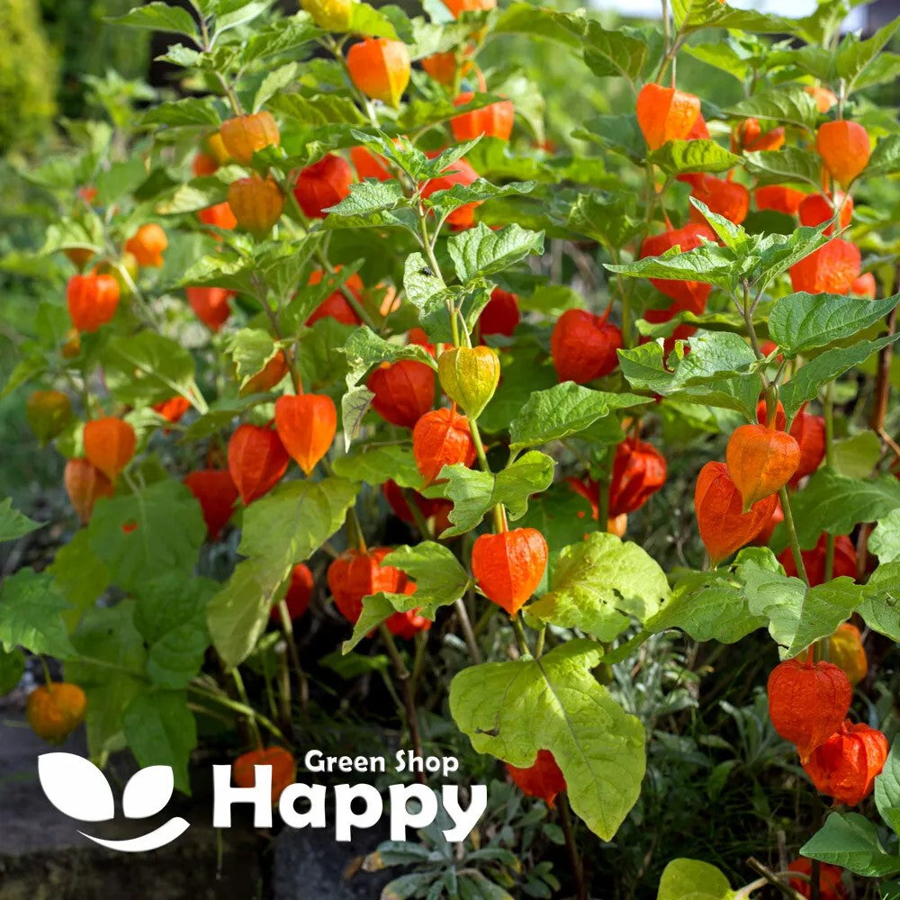 Chinese Lantern Plant - 320 seeds (Physalis alkekengi)