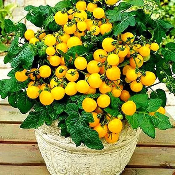 Tomato trailing 'Ola polka' - 130 seeds (Solanum lycopersicum)
