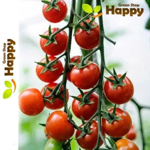 Tomato 'Koralik' - 100 seeds (Solanum lycopersicum)