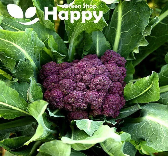 Winter Purple Broccoli 'Miranda' - 100 seeds (Brassica oleracea)