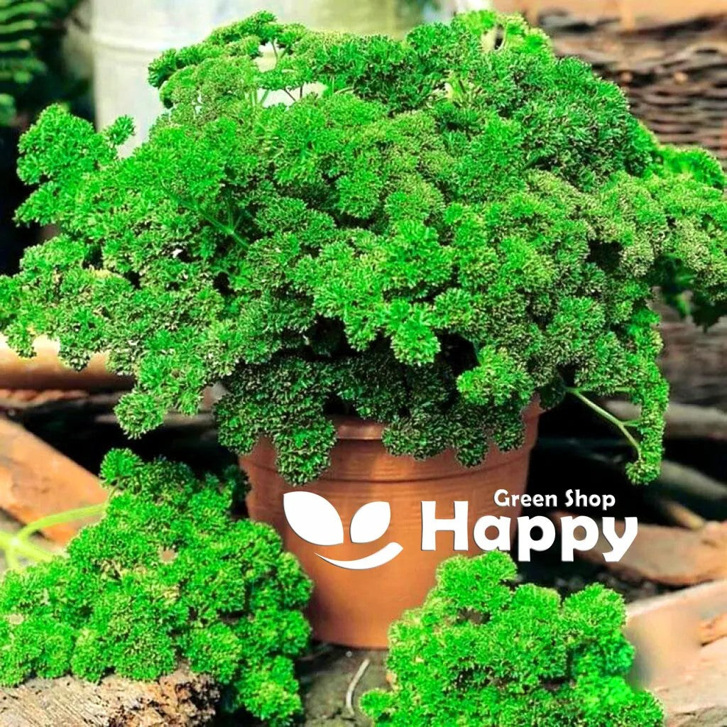 Dwarf Parsley 'Moss curled 2' - 3000 seeds (Petroselinum crispum)