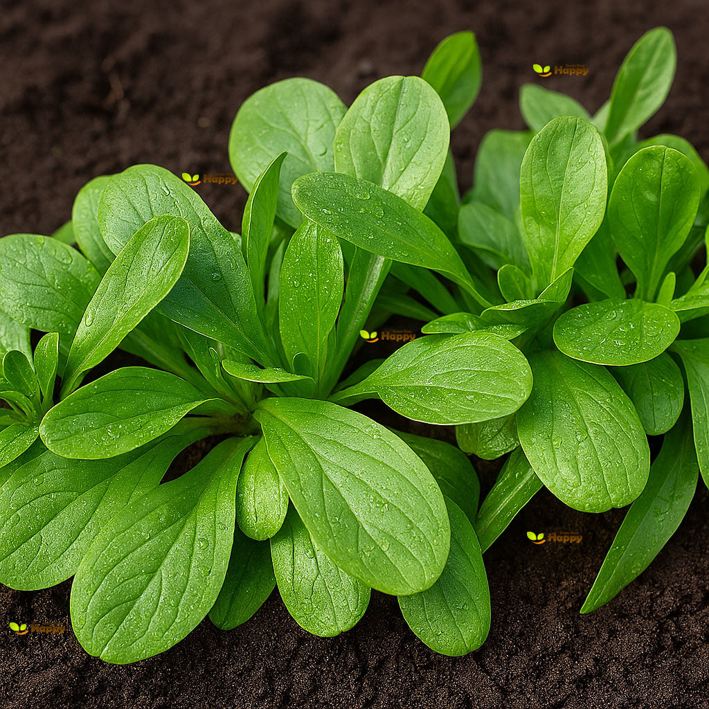 Herb Corn Salad - 1400 seeds (Valerianella Locusta)