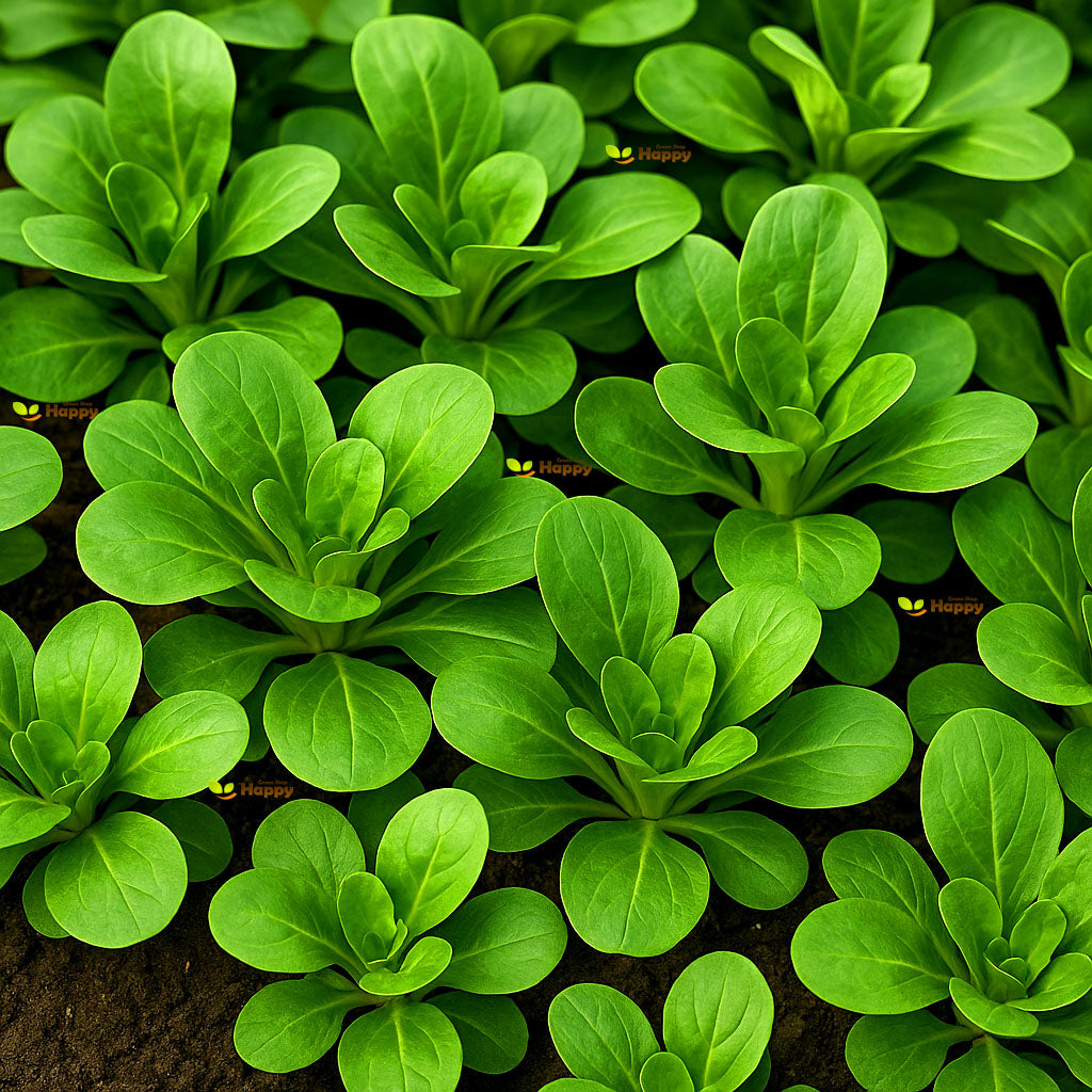 Herb Corn Salad - 1400 seeds (Valerianella Locusta)