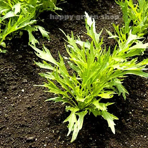 Mizuna - 1500 seeds (Brassica rapa var. japonica)
