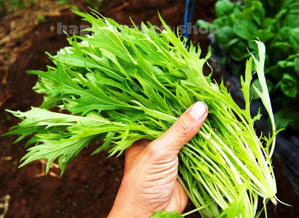 Mizuna - 1500 seeds (Brassica rapa var. japonica)