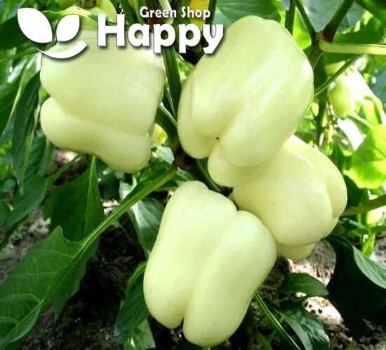 Sweet pepper 'Hallo' - 80 seeds (Capsicum annuum)