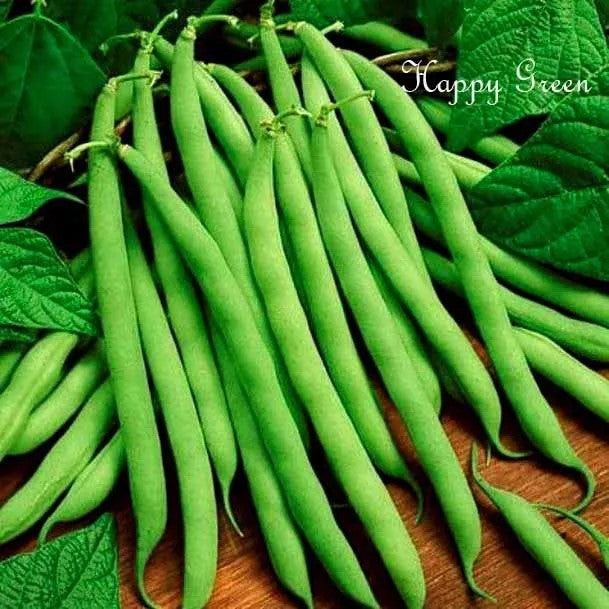 French bean 'Ibiza' - 60 seeds (Phaseolus vulgaris)
