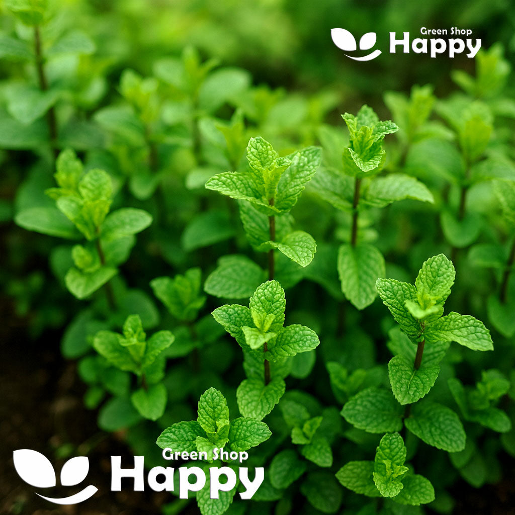 Dwarf Spearmint - 1200 seeds (Mentha spicata)