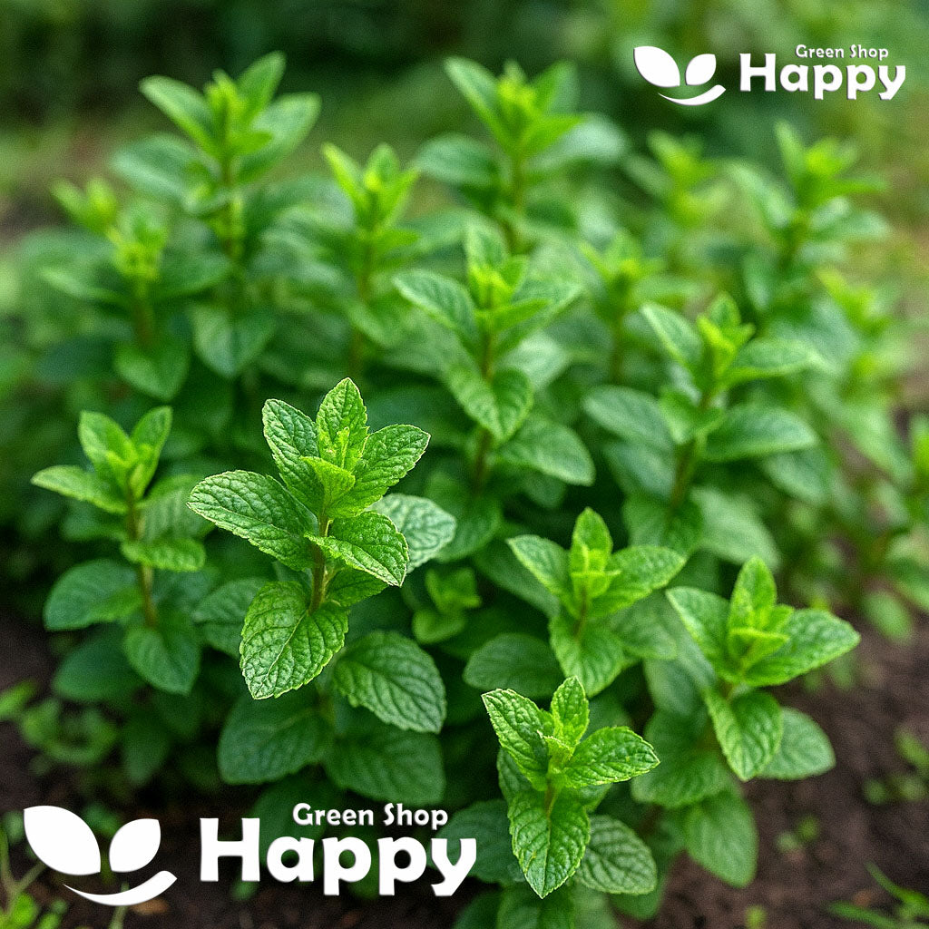 Dwarf Spearmint - 1200 seeds (Mentha spicata)