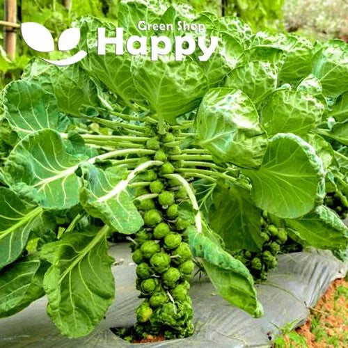 Brussel sprout 'Casiopea' - 300 seeds (Brassica oleracea)