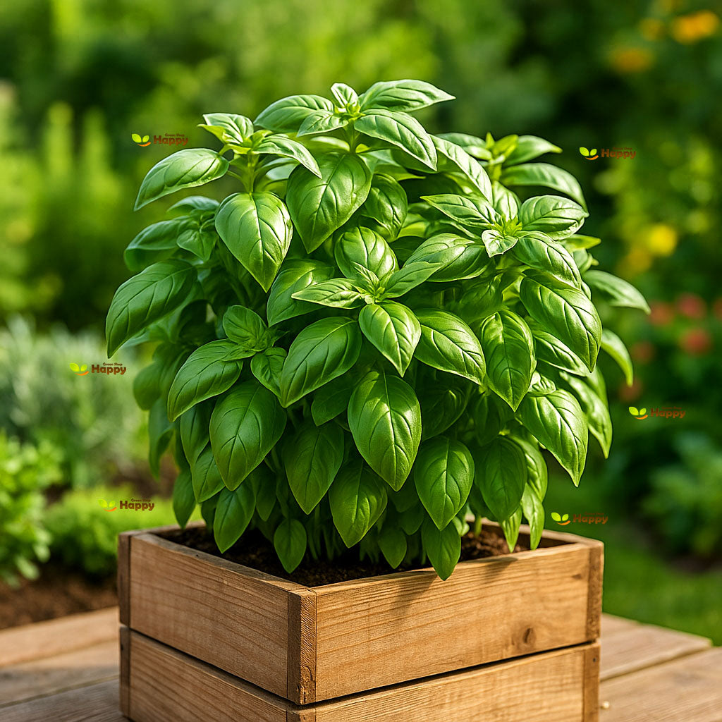 Basil Italian Sweet Genovese - 1000 seeds (Ocimum Basilicum)