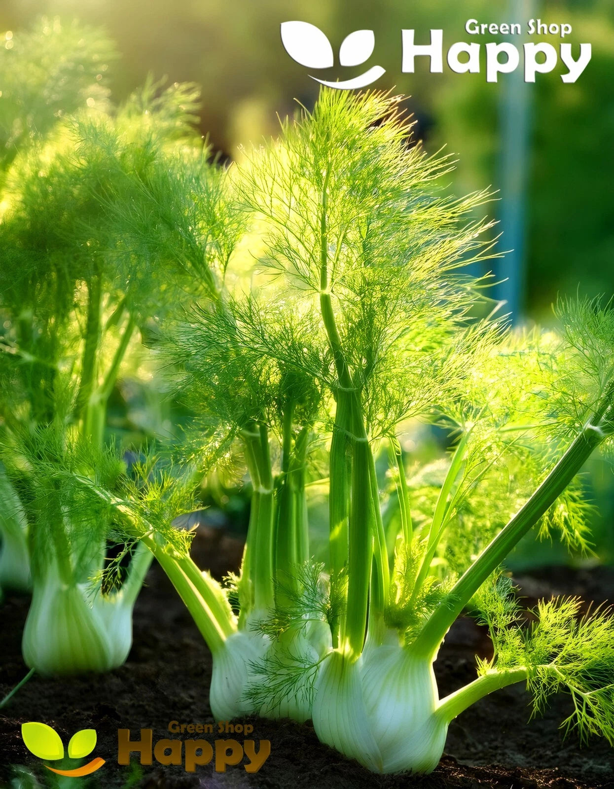Fennel Bulb 'Florence' - 500 seeds (Foeniculum vulgare)
