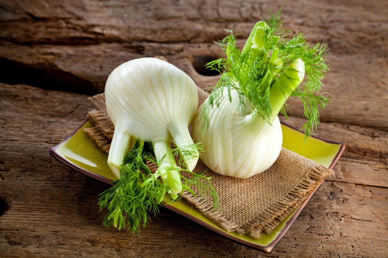 Fennel Bulb 'Florence' - 500 seeds (Foeniculum vulgare)
