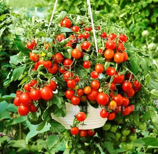 Tomato trailing 'Bajaja' - 40 seeds (Solanum lycopersicum)