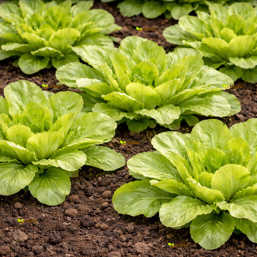 Chicory ‘Zuccherina di Trieste’ – 1000 Seeds (Cichorium intybus)