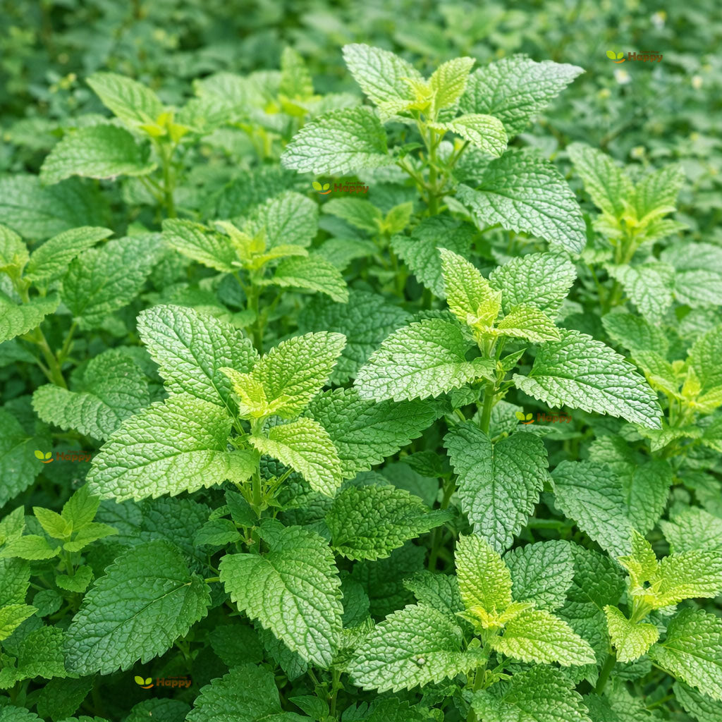 Lemon balm - 1700 seeds (Melissa officinalis)