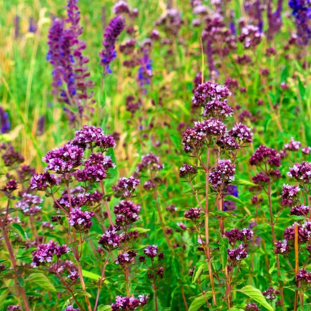 Wild marjoram - Oregano - 3000 seeds (Origanum vulgare)