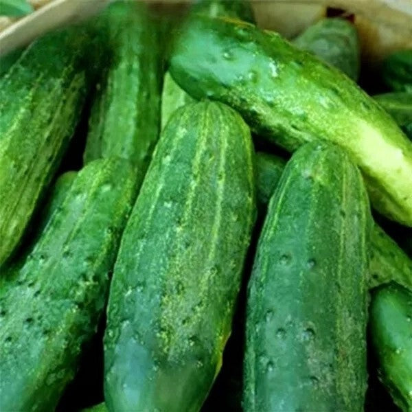 Cucumber 'Marketmore' - 50 seeds (Cucumis sativus)