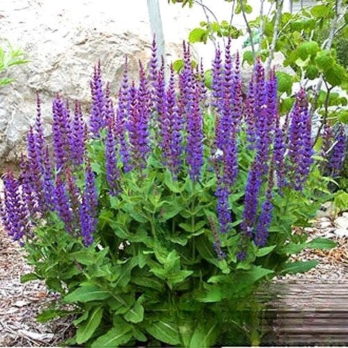 Chia - 600 seeds (Salvia hispanica)