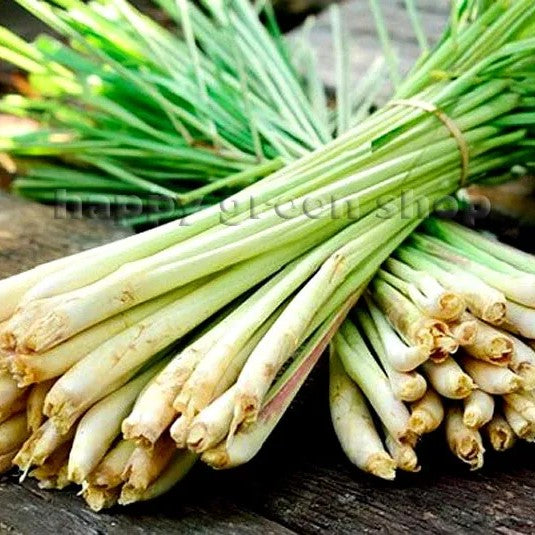 Lemon grass - 300 seeds (Cymbopogon flexuosus)