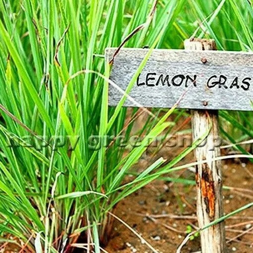 Lemon grass - 300 seeds (Cymbopogon flexuosus)
