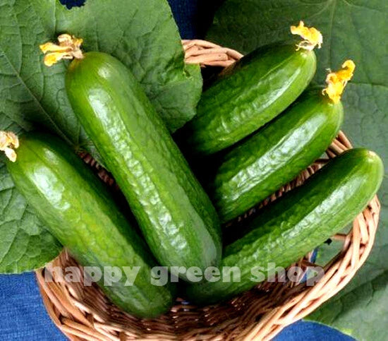 Cucumber 'Beth Alpha' - 40 seeds (Cucumis sativus)
