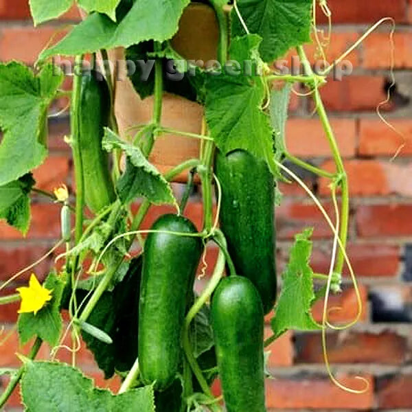 Cucumber 'Beth Alpha' - 40 seeds (Cucumis sativus)