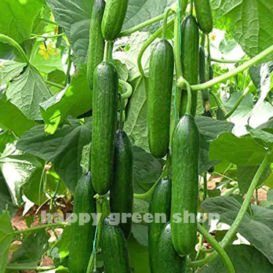 Cucumber 'Beth Alpha' - 40 seeds (Cucumis sativus)