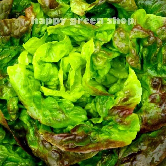 Batavian Lettuce 'Canasta' - 1000 seeds (Lactuca sativa)