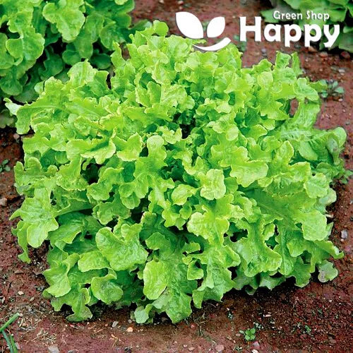 Oak leaf Lettuce 'Green salad bowl' - 1000 seeds (Lactuca sativa)