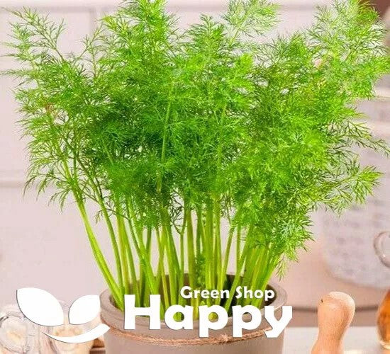 Dwarf Dill 'Compatto' - 1000 seeds (Anethum Graveolens)