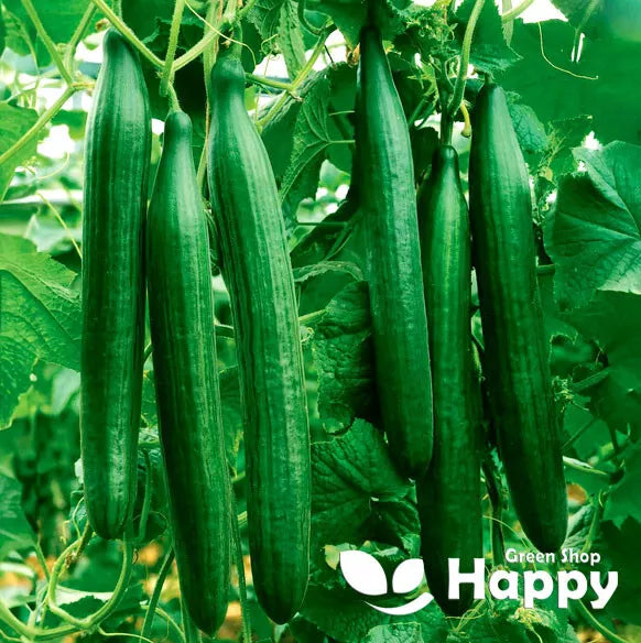 Cucumber "Telegraph Improved" - 20 seeds (Cucumis sativus)